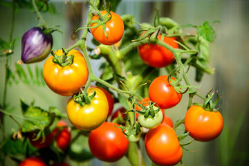 red, orange and purple tomatoes growing on a branch in a greenhouse. Harvest of domestic vegetables.