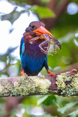 The Javan kingfisher (Halcyon cyanoventris), sometimes called the blue-bellied kingfisher or Java...