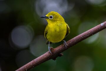 The Javan white-eye (Zosterops flavus)