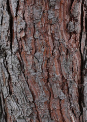 Tree trunk texture. Pine bark close-up, tree bark background