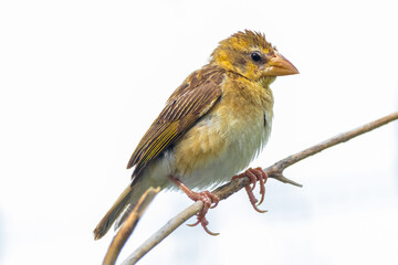 The baya weaver (Ploceus philippinus)