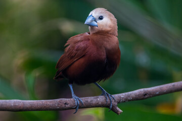 The white-headed munia (Lonchura maja)