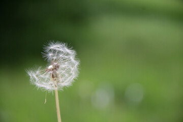 natural fluff dandelion seeds on green grass background