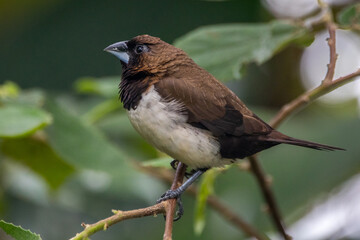 The Javan munia (Lonchura leucogastroides)