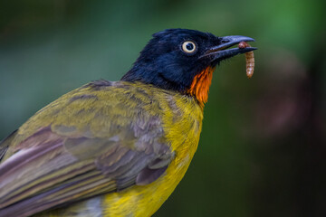 The black-crested bulbul (Pycnonotus melanicterus)