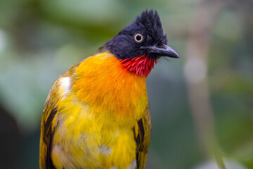The black-crested bulbul (Pycnonotus melanicterus)