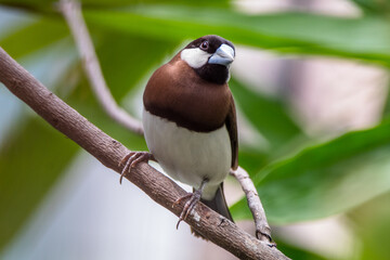 The Timor sparrow (Padda fuscata), also known as Timor dusky sparrow
