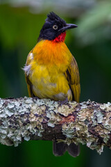 The ruby-throated bulbul (Rubigula dispar)