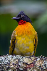 The ruby-throated bulbul (Rubigula dispar)