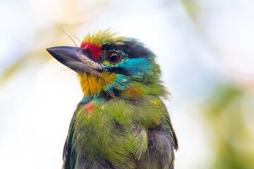 The flame-fronted barbet (Psilopogon armillaris)