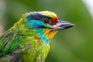 The flame-fronted barbet (Psilopogon armillaris)