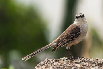 The chalk-browed mockingbird or Sabia-do-campo perched on a tree. It's a typical bird from the south-central region of Brazil. Species Mimus saturninus. Birdwathching. Birding.