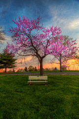 Redbud by a Park Bench under a blooming redbud tree at with beautiful sky at sunset 