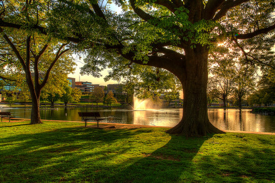 Late Evening at Capaha Park. Golden hour sunlight filters through the tall oak tree reflected in the calm surface of the pond.  Branches hang over an empty shady bench. 