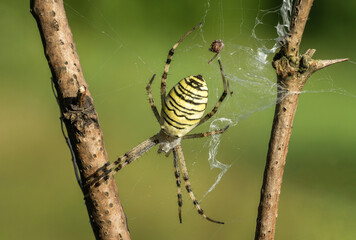 Piękny barwny pająk na łonie natury