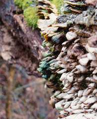 mushrooms growing on dead tree