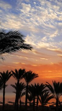 Beautiful landscape with palms on resort beach before sunrise over sea. Vertical video