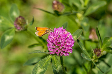 butterfly on a flower. beautiful lady butterfly Vanessa cardui, red clover, close-up. orange-black and white butterfly on a pink clover flower on a green background. macro nature