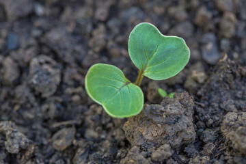 radish on the bed - growth stage - sprouting