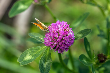 butterfly on a flower. beautiful lady butterfly Vanessa cardui, red clover, close-up. orange-black and white butterfly on a pink clover flower on a green background. macro nature