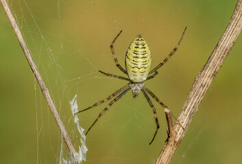 Piękny barwny pająk na łonie natury
