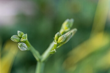 Hemerocallis Stella de Oro and Happy Hooligan macro green flower bud in the garden.