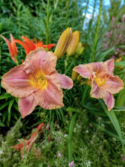 Fototapeta premium Hemerocallis Happy Hooligan beautiful flower in the garden.