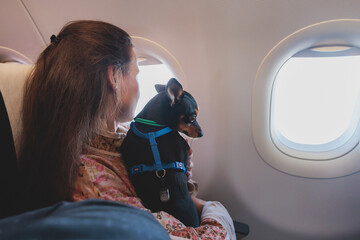 Dog in the aircraft cabin near the window during the flight, concept of travelling and moving with pets, small black dog sitting in the pet carrier bag, travel or relocation with dog by airplane - Powered by Adobe
