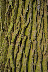 Natura w postaci kory drzewa - obrazy, fototapety, plakaty
