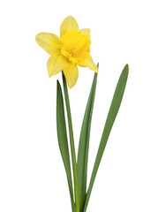 Obraz premium The spring cute yellow daffodils