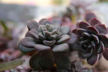 Miniature succulent plants. Rock plant