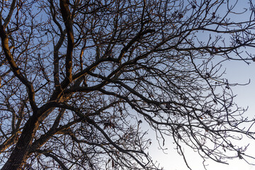 Black silhouette of a walnut tree without leaves and nuts is on a blue sky background
