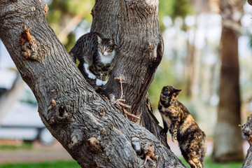 Two cats climbed up on a tree afraid of a dog, cats looking down from tree