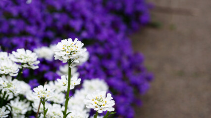 Obraz premium flowers in the garden
