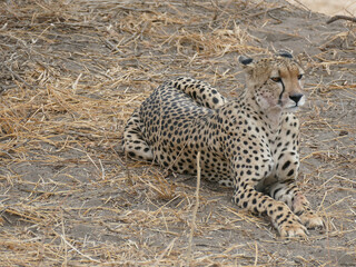 Cheetah   Acinonyx jubatus , Tarangire National Park