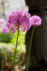 Obraz premium two purple decorative onion buds are growing in the park . the sun rays of a spring day