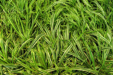 Creative tropical green leaves layout. Nature spring concept. Flat lay.