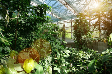 Sun shines on plants in greenhouse. Breeding new plant varieties