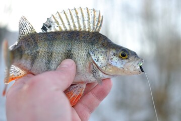 Winter fishing for perch and roach on the river.