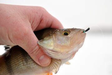 Winter fishing for perch and roach on the river.