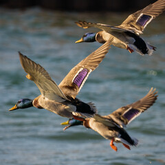 Obraz premium 3 Drakes