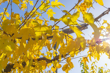 Tree with yellow leaves in autumn on a sunny day
