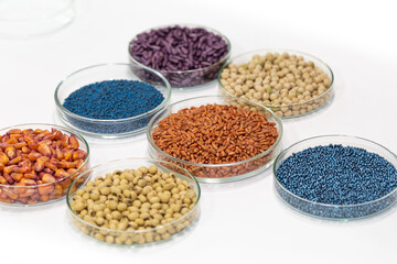 Colorful pesticide-treated rapeseed, sunflower, wheat, pea, soy, and corn seeds in a petri dish in the lab