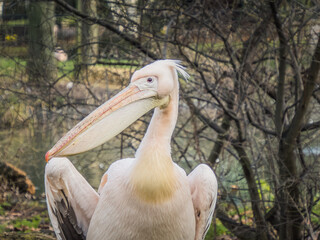 pelican on the grass