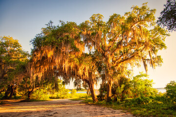 Large tree with moss, glowing from the sun.