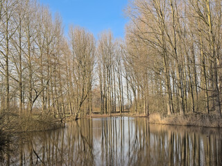 Olde arm of Scheldt river and bare forest in the Flemish countryside