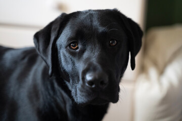 black labrador retriever, cute. dog