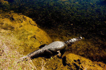 Alligators Sunny on Shoreline Brown Stones Blue Water