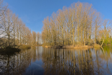 Fototapeta na wymiar Olde arm of Scheldt river and bare forest in the Flemish countryside