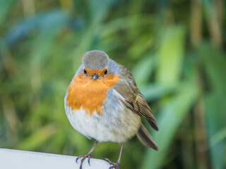 robin on a fence